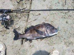 和歌山マリーナシティ周辺チヌのトップゲーム開幕か