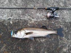 和歌山マリーナシティ周辺チヌのトップゲーム開幕か