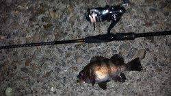 雑賀崎にてメバリングでメバル&ガシラ〜朝マズメの釣果です