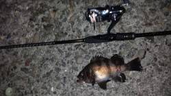 雑賀崎にてメバリングでメバル&ガシ…