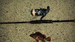 雑賀崎にてメバリングでメバル&ガシラ〜朝マズメの釣果です