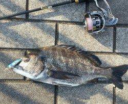 和歌山マリーナシティでチニング〜小さなポッパーに好反応