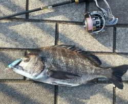 和歌山マリーナシティでチニング〜小さなポッ…