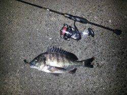 和歌山マリーナシティでチニング〜小さなポッパーに好反応