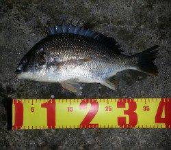 淀川河口周辺チニング〜キビレの活性が高かったです！