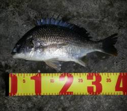 淀川河口周辺チニング〜キビレの活性が高かっ…