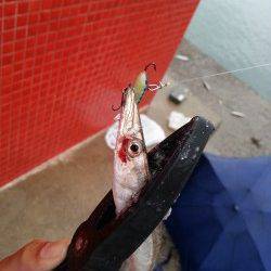 有田にルアーでカマス調査行ってきました〜夕方の時合に連発！！