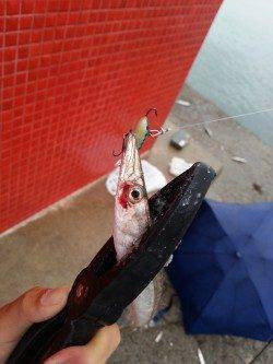 有田にルアーでカマス調査行ってきました〜夕方の時合に連発！！