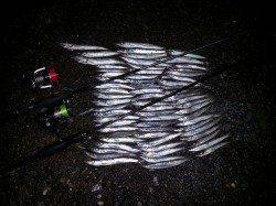 有田にルアーでカマス調査行ってきました〜夕方の時合に連発！！