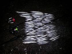 有田にルアーでカマス調査行ってきました〜夕…