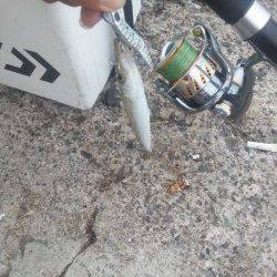 和歌山マリーナシティ　カマッシングでカマス好調☆