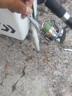 和歌山マリーナシティ　カマッシングでカマス好調☆