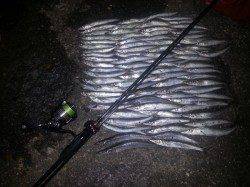 和歌山マリーナシティ　カマッシングでカマス好調☆