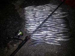 和歌山マリーナシティ　カマッシングでカマス…