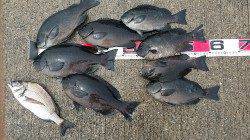 夢洲1番にてグレ狙い〜数、サイズ共に満足釣果