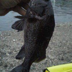 余部　ワームに黒ソイがヒット