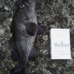 余部　ワームに黒ソイがヒット