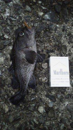 余部　ワームに黒ソイがヒット