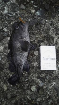 余部　ワームに黒ソイがヒット