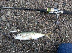 和歌山マリーナシティ 台風前のカマッシング釣行☆