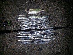 和歌山マリーナシティ 台風前のカマッシング釣行☆