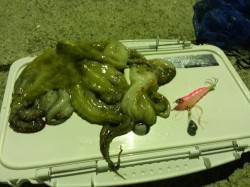 林崎でタコエギ★おいしいタコを釣り上げまし…