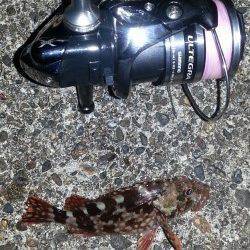 日本海アコウ狙いでアコウ・ガシラなど〜超ミニマムが数釣れますが・・・