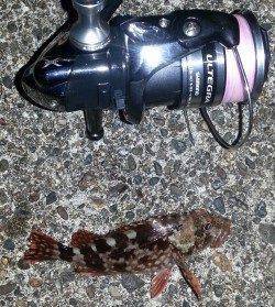 日本海アコウ狙いでアコウ・ガシラなど〜超ミニマムが数釣れますが・・・