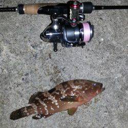 日本海アコウ狙いでアコウ・ガシラなど〜超ミニマムが数釣れますが・・・