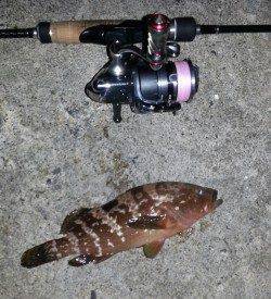 日本海アコウ狙いでアコウ・ガシラなど〜超ミニマムが数釣れますが・・・