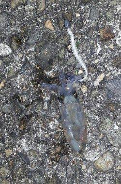 牛ヶ首周辺アジング〜水面直下でアジ、ボトムでキスに小さなイカもヒット