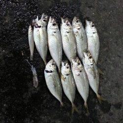 牛ヶ首周辺アジング〜水面直下でアジ、ボトムでキスに小さなイカもヒット