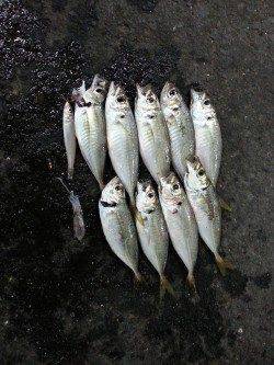 牛ヶ首周辺アジング〜水面直下でアジ、ボトムでキスに小さなイカもヒット