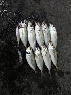 牛ヶ首周辺アジング〜水面直下でアジ、ボトム…