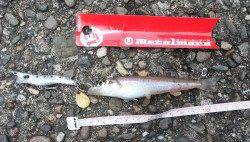 マリーナシティ　スピンテールジグでカマス連発！キスも釣れました♪