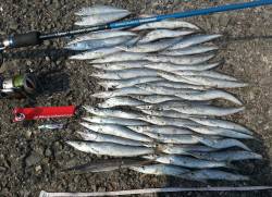 マリーナシティ　スピンテールジグでカマス連…