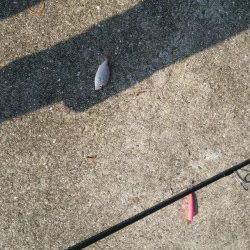 洲本白灯でシーバスロッドでちょい投げでキス狙い