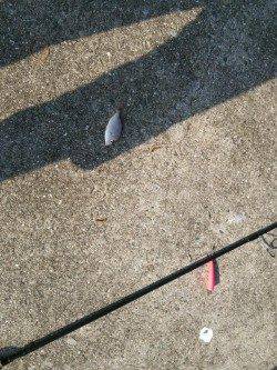 洲本白灯でシーバスロッドでちょい投げでキス狙い