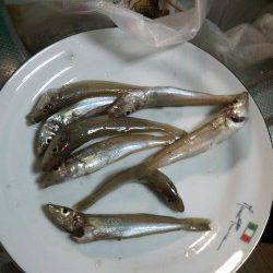 洲本白灯でシーバスロッドでちょい投げでキス狙い