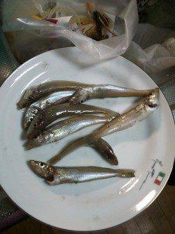 洲本白灯でシーバスロッドでちょい投げでキス狙い