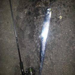 北港魚つり公園で今年初タチウオ狙い、アナゴは入れ食いでした