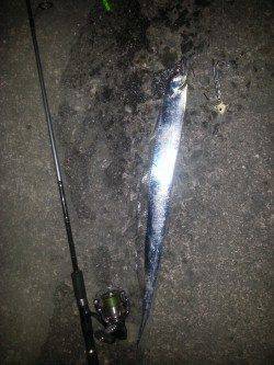 北港魚つり公園で今年初タチウオ狙い、アナゴは入れ食いでした