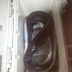 北港魚つり公園で今年初タチウオ狙い、アナゴは入れ食いでした