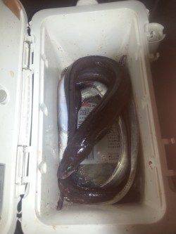 北港魚つり公園で今年初タチウオ狙い、アナゴは入れ食いでした