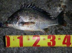 舞洲周辺キビレ釣果〜SLKでチニングに行ってきました