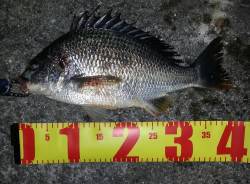 舞洲周辺キビレ釣果〜SLKでチニングに行っ…