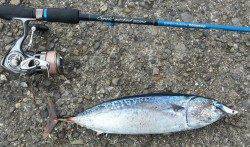 マリーナシティのカマス終盤？ソウダガツオやマルアジが回ってきました！