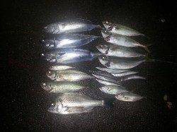 マリーナシティのカマス終盤？ソウダガツオやマルアジが回ってきました！