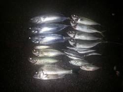 マリーナシティのカマス終盤？ソウダガツオや…