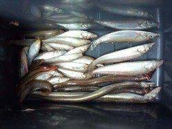 みさき公園裏　投げ釣りでキス狙い釣行